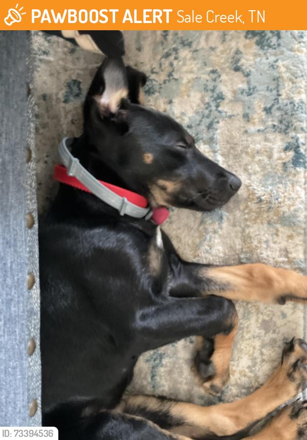 Found/Stray Male Dog last seen Daugherty Ferry Rd, Sale Creek, TN 37373