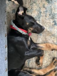 Found/Stray Male Dog last seen Daugherty Ferry Rd, Sale Creek, TN 37373