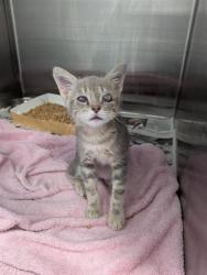 Shelter Stray Male Cat last seen CHARLOTTE, 8315 Byrum Dr, Charlotte, NC 28217, USA