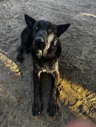 Shelter Stray Male Dog last seen Near COTTONWOOD RD, BAKERSFIELD CA 93307, 3951 Fruitvale Ave, Bakersfield, CA 93308, USA