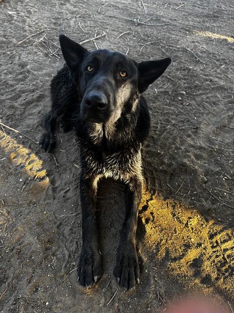 Shelter Stray Male Dog last seen Near COTTONWOOD RD, BAKERSFIELD CA 93307, 3951 Fruitvale Ave, Bakersfield, CA 93308, USA