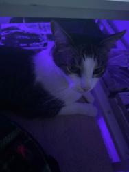 Reunited Male Cat last seen pin oak dr, Bethlehem, GA 30620