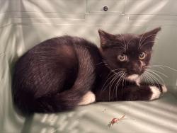 Shelter Stray Unknown Cat last seen CHARLOTTE, 8315 Byrum Dr, Charlotte, NC 28217, USA