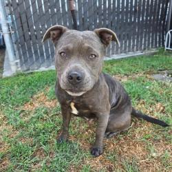 Found/Stray Female Dog last seen Near E Artesia Blvd, Long Beach, CA 90805, Long Beach, CA 90805