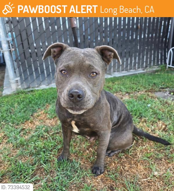 Found/Stray Female Dog last seen Near E Artesia Blvd, Long Beach, CA 90805, Long Beach, CA 90805