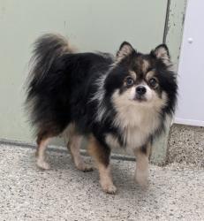 Shelter Stray Male Dog last seen Near BLOCK SCHOOLCRAFT ST, DETROIT MI 48227, 7401 Chrysler Dr, Detroit, MI 48211, USA