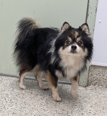 Shelter Stray Male Dog last seen Near BLOCK SCHOOLCRAFT ST, DETROIT MI 48227, 7401 Chrysler Dr, Detroit, MI 48211, USA