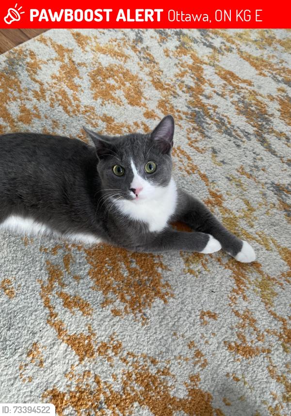 Lost Male Cat last seen Breezeway, Ottawa, ON K2G 6E3