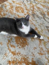Lost Male Cat last seen Breezeway, Ottawa, ON K2G 6E3