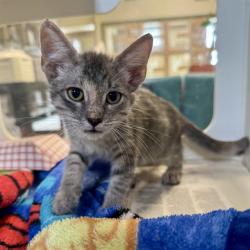 Shelter Stray Female Cat last seen Near BLOCK HUMBOLDT CT, RIVERSIDE CA 92507, 6851 Van Buren Boulevard, Jurupa Valley, CA 92509, USA