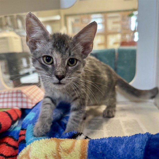 Shelter Stray Female Cat last seen Near BLOCK HUMBOLDT CT, RIVERSIDE CA 92507, 6851 Van Buren Boulevard, Jurupa Valley, CA 92509, USA
