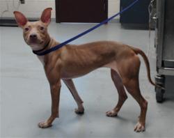 Shelter Stray Female Dog last seen Near BLOCK DEEP HOLLOW CT, FAYETTEVILLE NC 28311, 4704 Corporation Dr, Fayetteville, NC 28306, USA