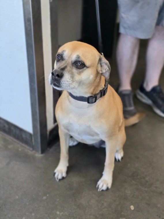 Shelter Stray Female Dog last seen , West Valley Animal Shelter, 20655 Plummer St, Chatsworth, CA 91311, USA