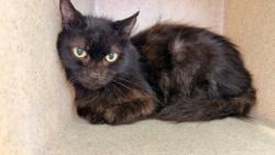 Shelter Stray Female Cat last seen , 957 N Gaffey St, San Pedro, CA 90731, USA