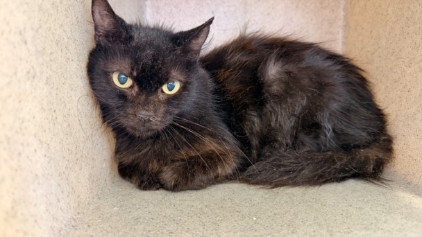 Shelter Stray Female Cat last seen , 957 N Gaffey St, San Pedro, CA 90731, USA