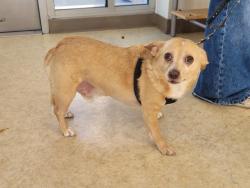 Shelter Stray Male Dog last seen , 957 N Gaffey St, San Pedro, CA 90731, USA