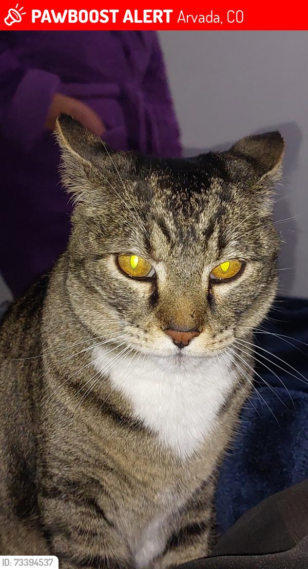 Lost Male Cat last seen 79th ave and Lamar st., Arvada, CO 80003