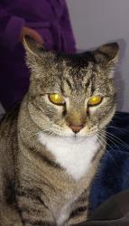 Lost Male Cat last seen 79th ave and Lamar st., Arvada, CO 80003