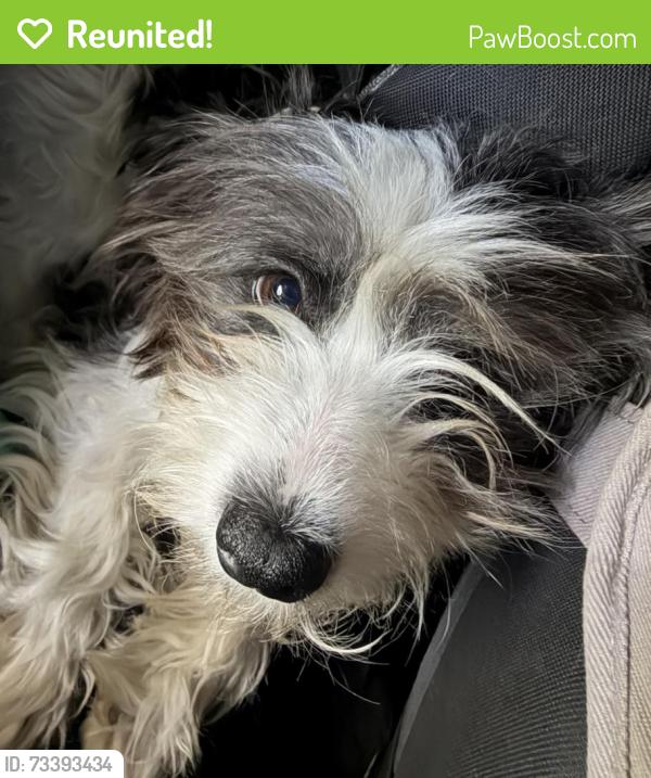Reunited Male Dog last seen Near Woodside Ave Lakeside CA 90704, Lakeside, CA 92040