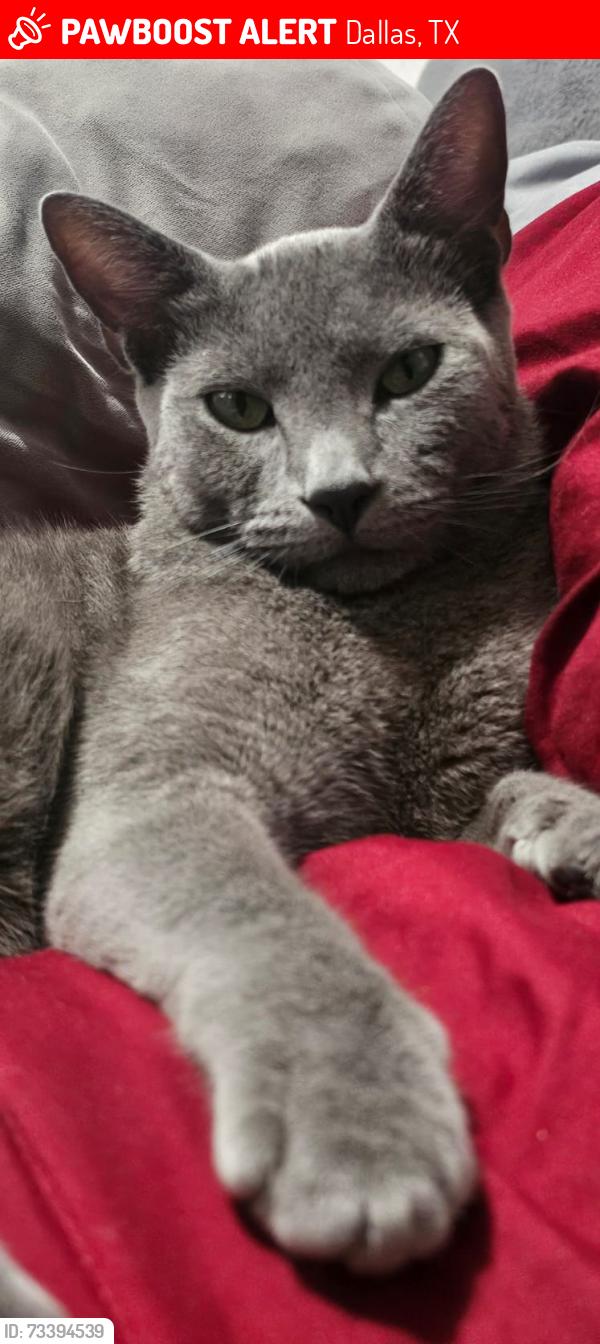 Lost Male Cat last seen Eastgrover apt, Dallas, TX 75228