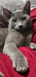 Lost Male Cat last seen Eastgrover apt, Dallas, TX 75228