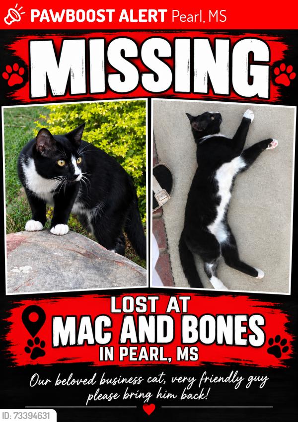 Lost Male Cat last seen By Ichiban, Pearl, MS 39208