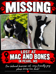 Lost Male Cat last seen By Ichiban, Pearl, MS 39208