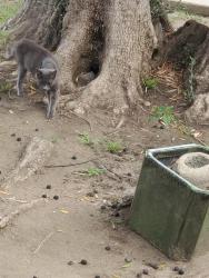 Found/Stray Unknown Cat last seen Calhoun, Los Angeles, CA 91411