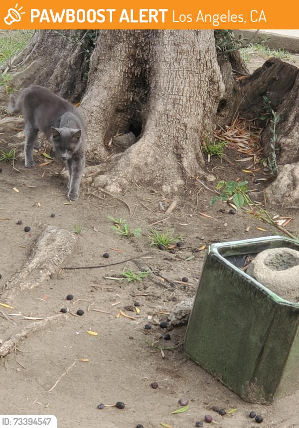 Found/Stray Unknown Cat last seen Calhoun, Los Angeles, CA 91411