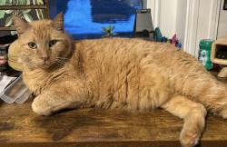 Reunited Male Cat last seen Oak Island - Ellerton Street between Argyle & York, Revere, MA 02151
