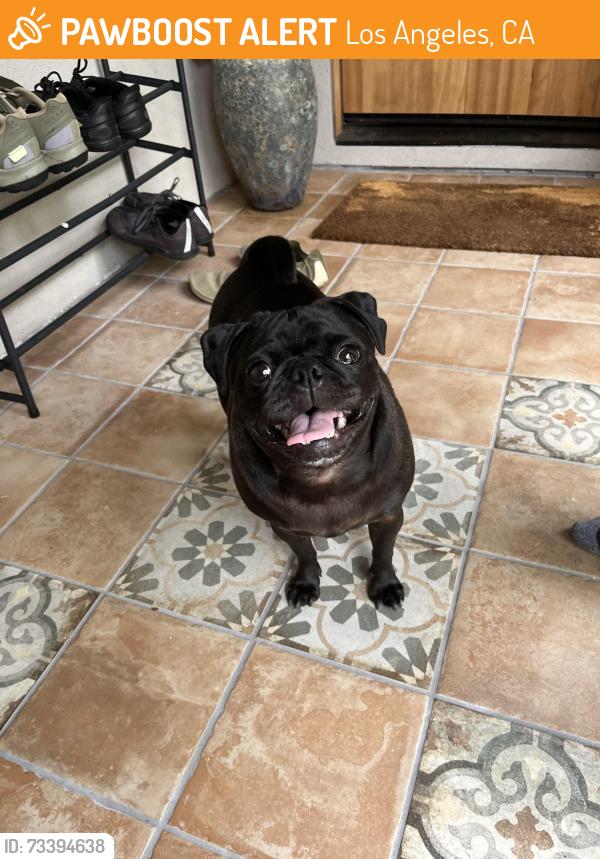 Found/Stray Female Dog last seen Marco Place and Francis Ave., Los Angeles, CA 90066
