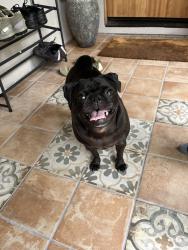 Found/Stray Female Dog last seen Marco Place and Francis Ave., Los Angeles, CA 90066