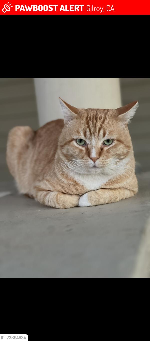 Lost Male Cat last seen Burchell Rd, Gilroy, CA 95020, USA, Gilroy, CA 95020