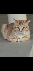 Lost Male Cat last seen Burchell Rd, Gilroy, CA 95020, USA, Gilroy, CA 95020