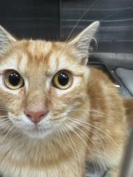Shelter Stray Male Cat last seen Near Wild Cir, Clarkston, GA 30021, 30021, GA, 3280 Chamblee Dunwoody Rd, Chamblee, GA 30341, USA