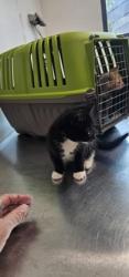 Shelter Stray Male Cat last seen Back yard at 102 S. Morley St. 21229, 21229, MD, 2490 Giles Rd, Baltimore, MD 21225, USA