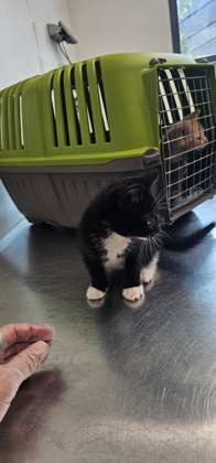 Shelter Stray Male Cat last seen Back yard at 102 S. Morley St. 21229, 21229, MD, 2490 Giles Rd, Baltimore, MD 21225, USA