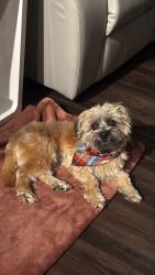 Lost Male Dog last seen Vallarta by Vineyard, Rancho Cucamonga, CA 91730