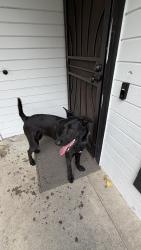 Reunited Male Dog last seen East Hill, San Jose, CA 95127