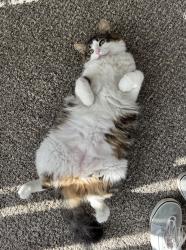 Reunited Female Cat last seen Canterbury Court apmts, Bellingham, WA 98225
