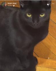 Lost Female Cat last seen Washington st roslindale, Boston, MA 02131