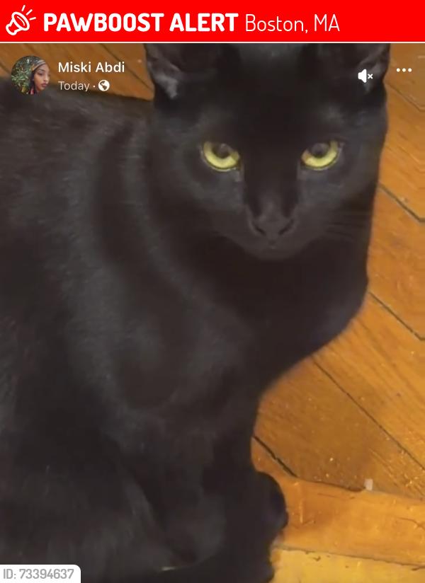 Lost Female Cat last seen Washington st roslindale, Boston, MA 02131