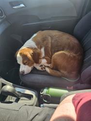 Reunited Female Dog last seen Salem, OR, USA, Salem, OR 97302