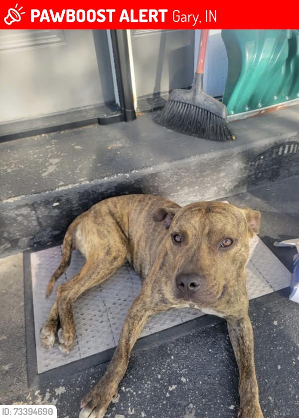 Lost Female Dog last seen Jackson st, Gary, IN 46407