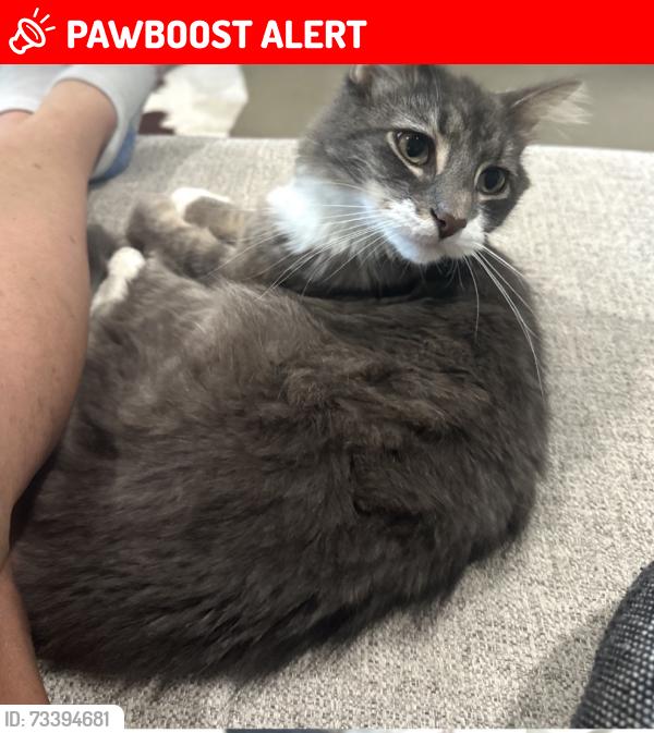 Lost Male Cat last seen YES home, Manchester Township, IN 47032