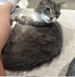 Lost Male Cat last seen YES home, Manchester Township, IN 47032