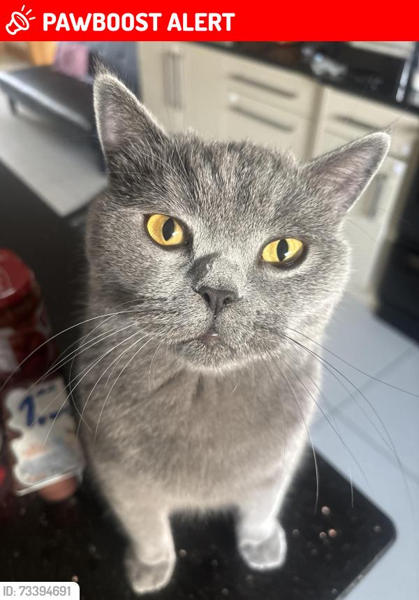 Lost Male Cat last seen Gransha Church, Newry, Mourne and Down, Northern Ireland 