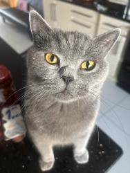Lost Male Cat last seen Gransha Church, Newry, Mourne and Down, Northern Ireland 