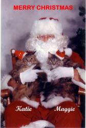 Reunited Female Cat last seen Villa Court and Mt. Troy Road, Pittsburgh, PA 15214