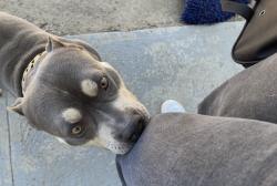 Reunited Male Dog last seen Palm Ave, National City, CA 91950